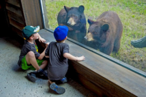 zoo-bears