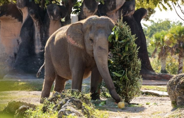 Elephant zoo miami